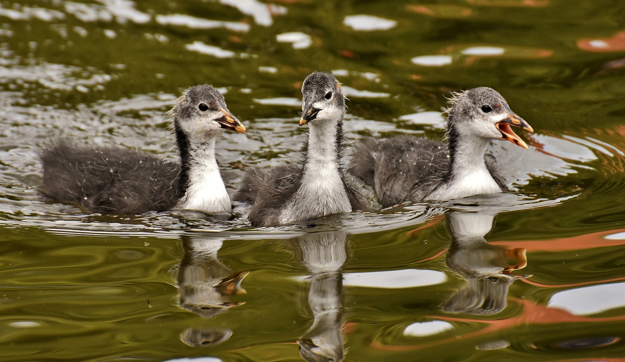 小鸡孕妈供卵生的宝宝掉进井里了（小鸡孕妈供卵生的宝宝掉进了井里的看图写话）